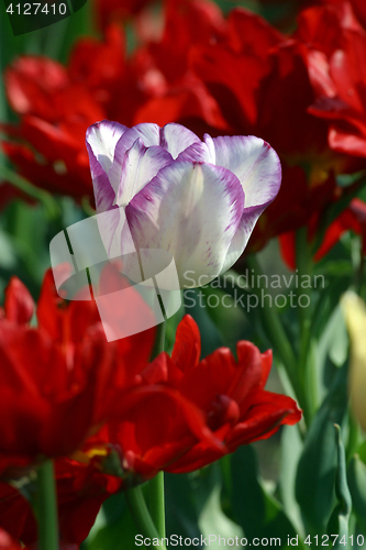 Image of Colorful tulips in spring