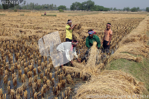 Image of Farmer havesting rice on rice field in Baidyapur, West Bengal, India