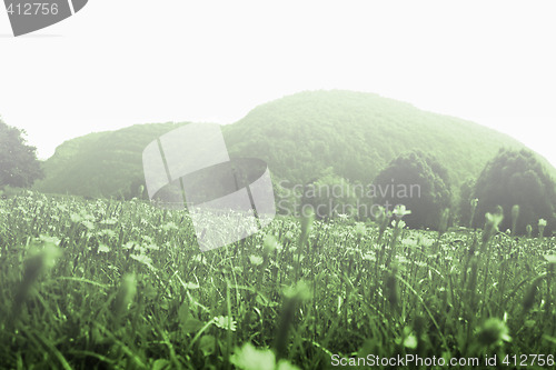 Image of Flowers landscape