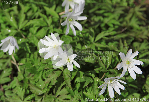 Image of White flowers in the field