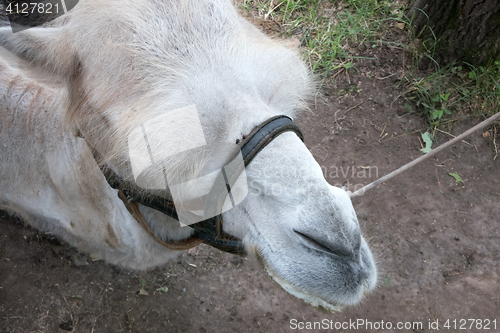 Image of face of a camel