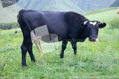 Image of Cattle-breeding. Young cow on mountain meadows