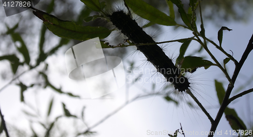 Image of Lymantria dispar caterpillars move in forest.