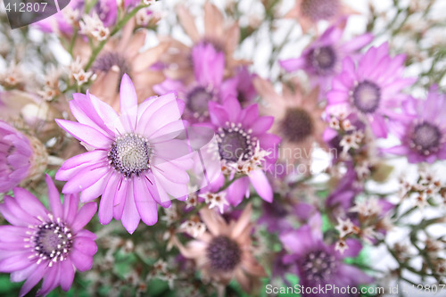 Image of flowers