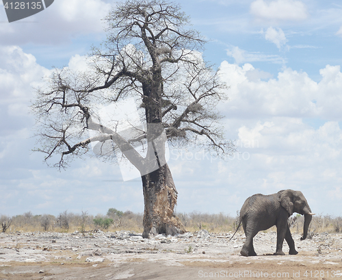 Image of elephant in Africa