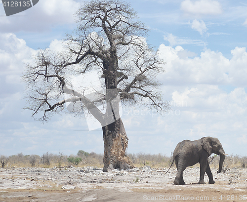 Image of elephant in Africa