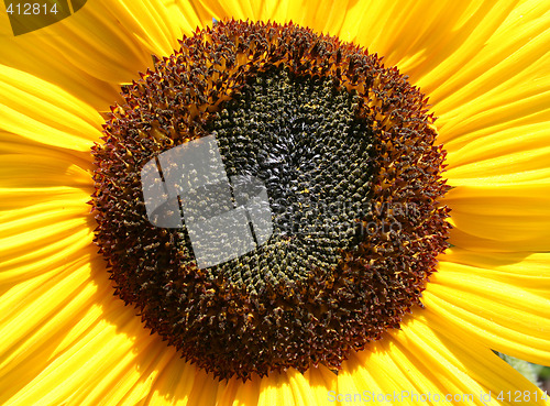 Image of sunflower