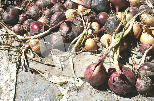 Image of onion