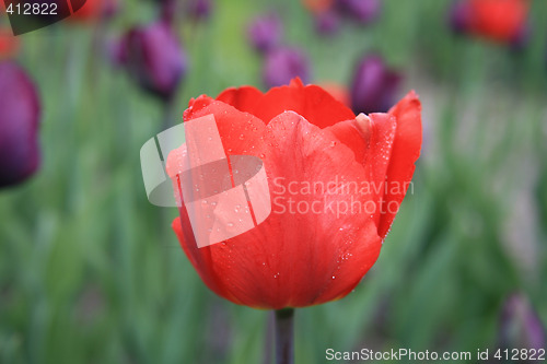 Image of Red tullip