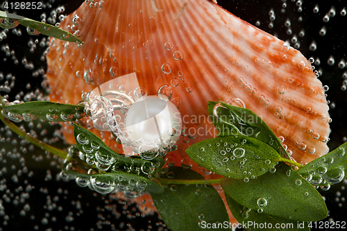 Image of Ring And Shell