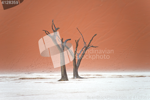 Image of Sossusvlei, Namibia