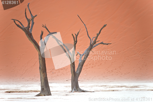 Image of Sossusvlei, Namibia