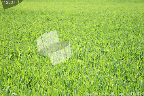 Image of grass background