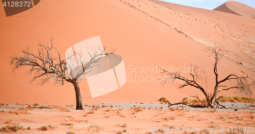 Image of sand dune