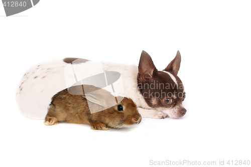 Image of chihuahua and rabbit