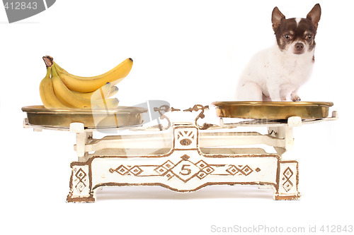 Image of dog and banana