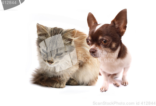 Image of cat and dog