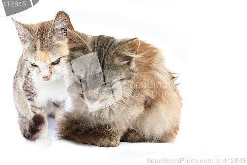 Image of two cats