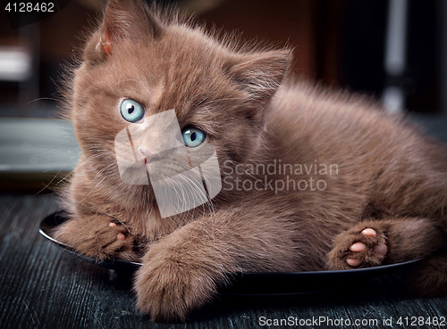 Image of Brown kitten on black plate