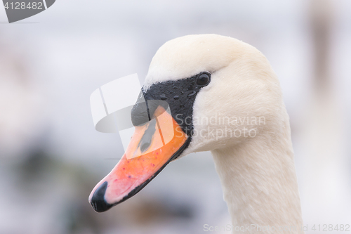 Image of Close-up portrait of white mute swan head