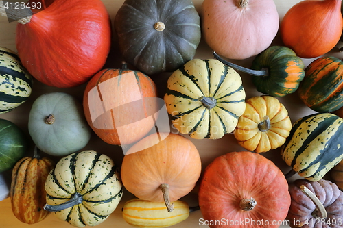 Image of Squash and pumpkins.