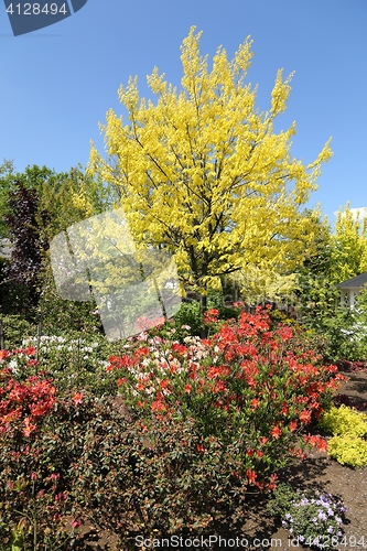 Image of A colorful spring garden.