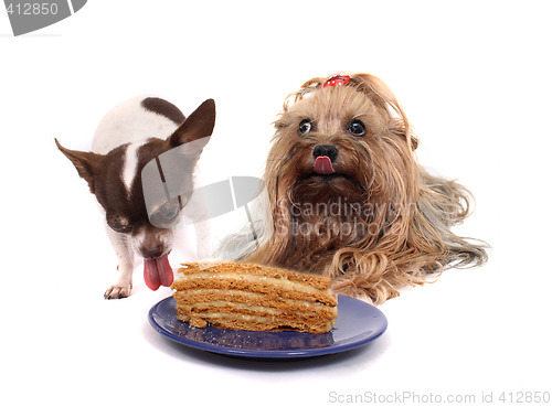 Image of two dogs and the cake