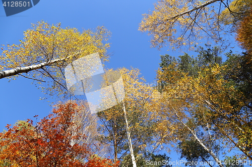 Image of Autumn forest.