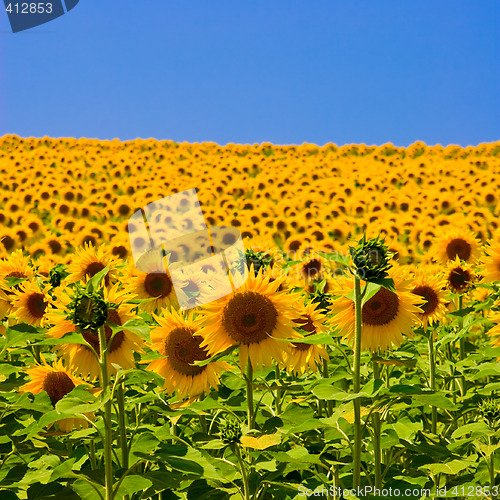 Image of Sunflower Field