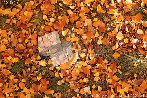 Image of Autumn leaves.