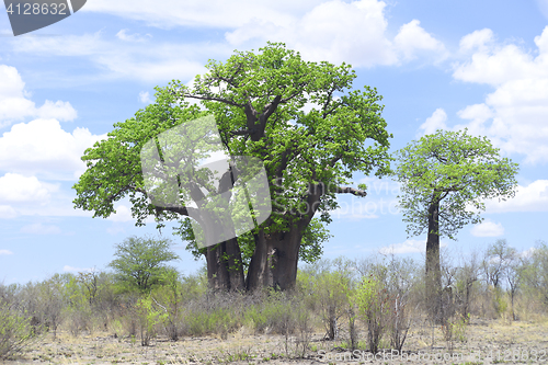 Image of baobab