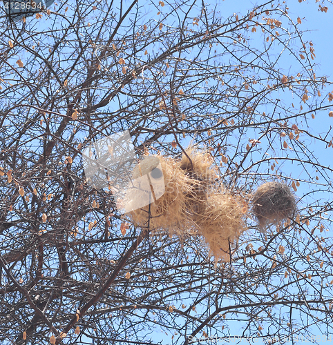 Image of bird nest