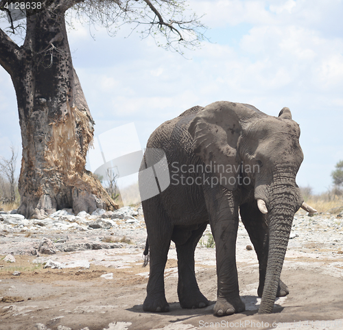 Image of elephant in Africa