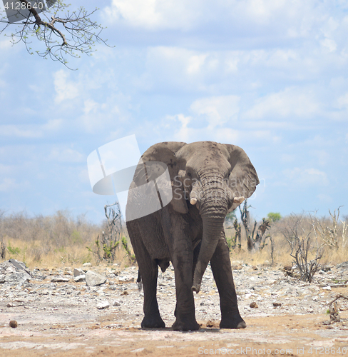 Image of elephant in Africa