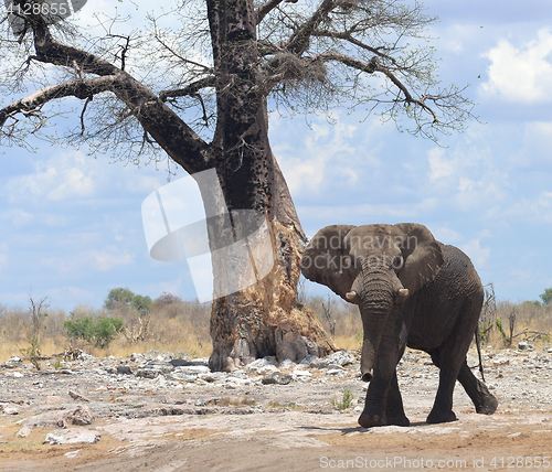 Image of elephant in Africa