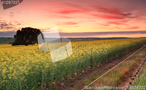 Image of Sunrise over Canola fields