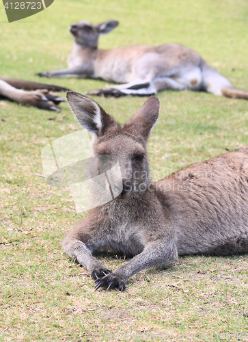 Image of Kangaroos take a rest