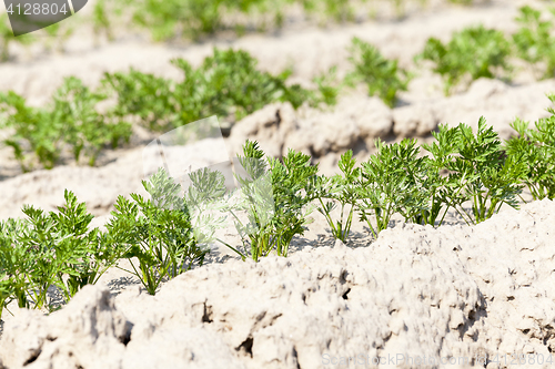 Image of Field with carrot