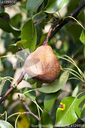 Image of rotten pear on the tree