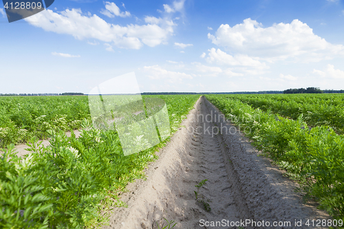 Image of Field with carrot
