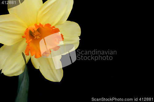 Image of yellow flower