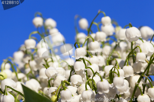 Image of Forest lily of the valley close-up