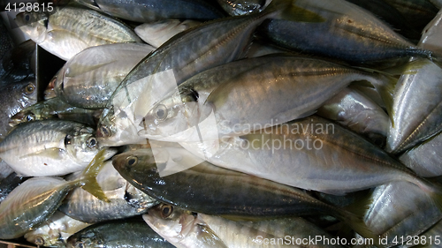 Image of Fresh and raw silver tuna or mackerel fishes on ice