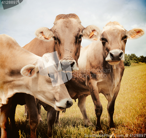 Image of Three Aubrac cows