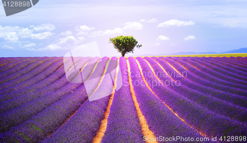 Image of The tree in the lavender