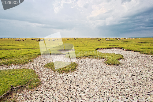 Image of Sheeps grazing near St Michael\'s Mount