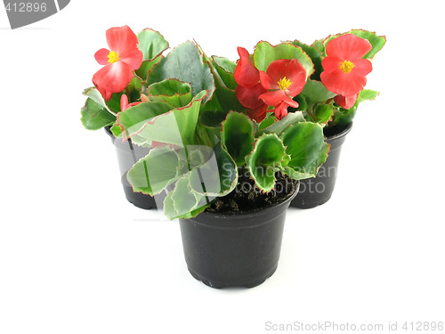 Image of begonia