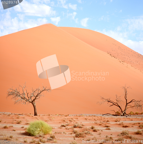 Image of sand dune