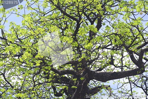 Image of baobab