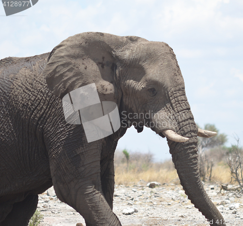 Image of elephant in Africa